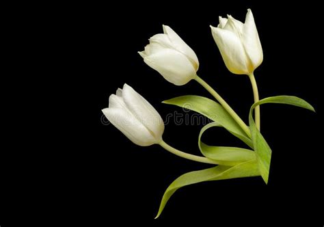 One White Tulip On A Black Background Stock Photo Image Of Elegant