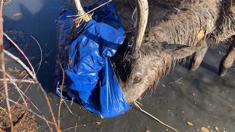 Young Bull Freed From Ditch Tarp Rocky Mountain Elk Foundation