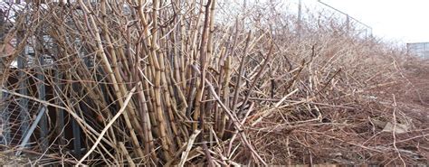 Japanese Knotweed Growing Season Ends As Winter Approaches Environet Uk