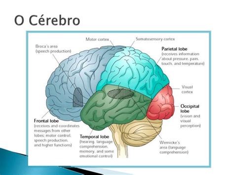 O Funcionamento Do Cerebro No Processo Ensino Aprendizagem