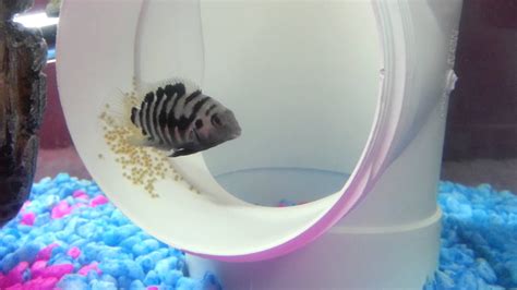 Convict Cichlid Eggs Youtube