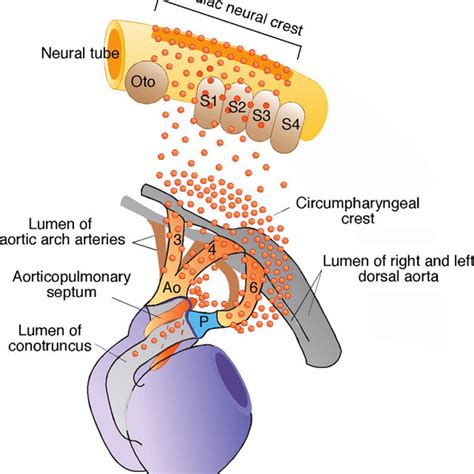 Schematic Representation Of Cardiac Neural Crest Cells During Outflow