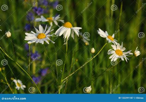 Kamillen Oder Kamillenblumen Krautige Pflanzen Mit Den Knospen Haben