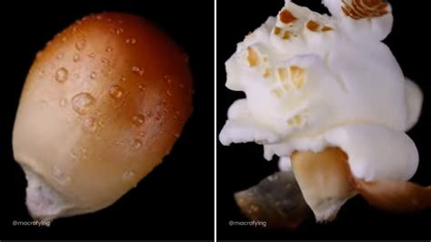 Explosive Macro Footage of a Popcorn Kernel Popping in Ultra Slow Motion