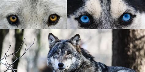 Wolf Eye Colors The Science Behind Their Stunning Hues