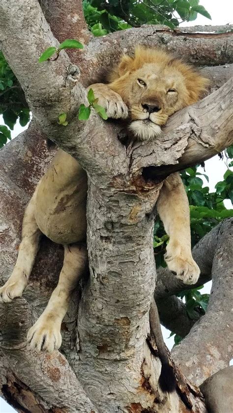 Lion Around Majestic Tree Climbing Brothers Sleep Like Logs On A