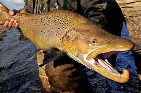 Monster Brown Trout