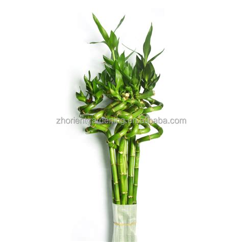 Spiral Lucky Bamboo Dracaena Sanderiana Live Plants Bonsai Plant