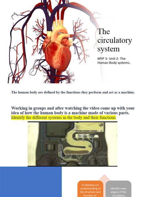 The Circulatory System Pdf Heart Atrium Heart