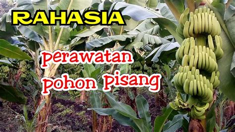 Cara Perawatan Pohon Pisang Yg Baik Youtube