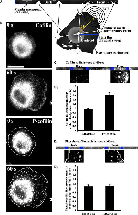 Spatial And Temporal Control Of Cofilin Activity Is Required For