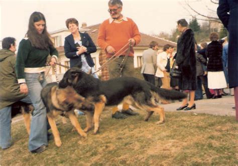 Photos Club Du Berger Allemand Le Locle La Chaux De Fonds