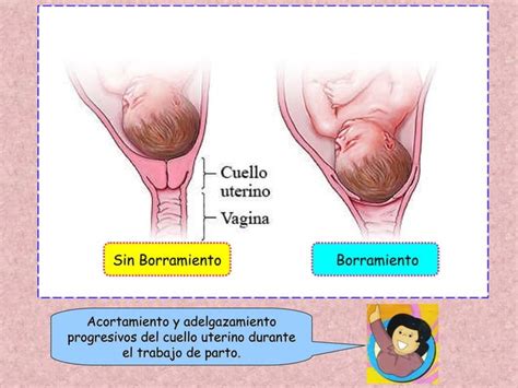 Fisiologia Del Trabajo De Parto Ppt