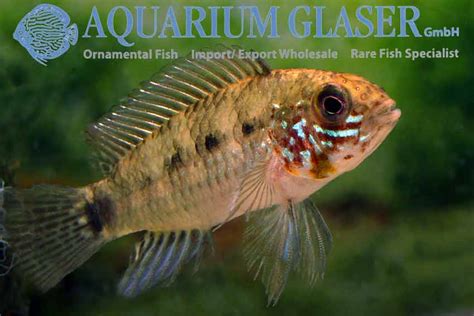 Apistogramma Commbrae Aquarium Glaser GmbH