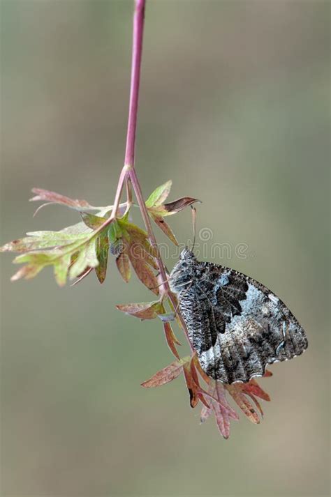 A Butterfly Limenitis Populi On A Twig In A Forest Glade On A Summer