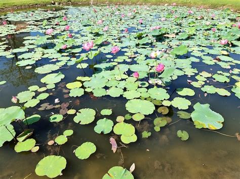 Nelumbo Nucifera Lirio De Agua O Flor De Loto Con Hojas Verdes En El