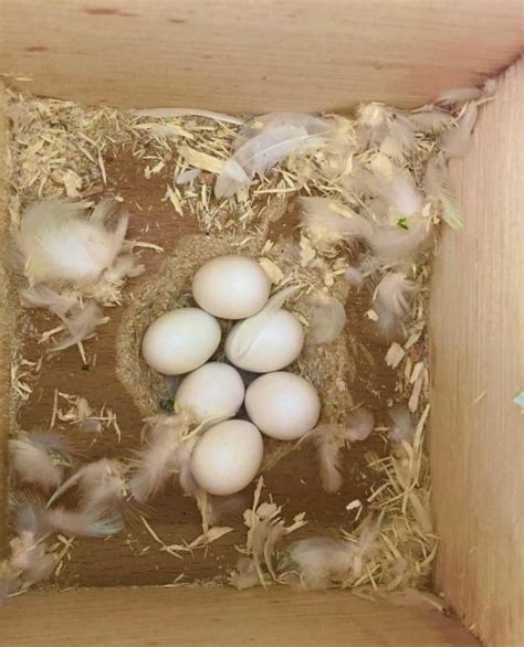 Moluccan Cockatoo Parrot Eggs Worldwide Exotic Parrots Farm