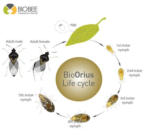 Orius Laevigatus Life Cycle Biobee South Africa