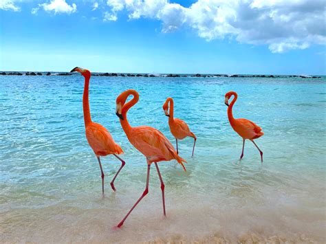 Everything you need to know about visiting Flamingo Beach, Aruba! — The Sweetest Escapes