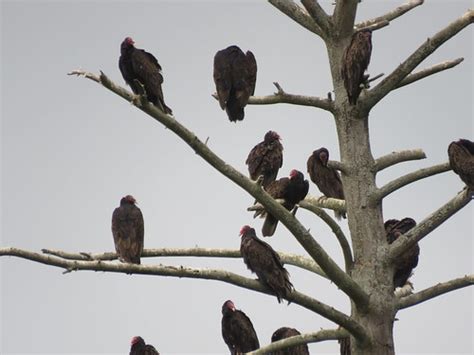 Turkey Vulture Roost Tree Laniel Pq July 18 2015 Tyh1 Flickr