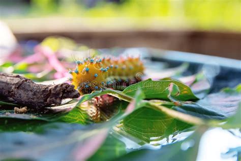 Caterpillar with spikes stock photo. Image of lepidoptera - 15803234