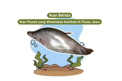 Sempat Dinyatakan Punah Pada Kini Ikan Belida Kembali Ditemukan Di