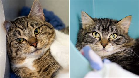 Warm Fuzzy Tale Tadpole And Zinnie • Seattle Area Feline Rescue