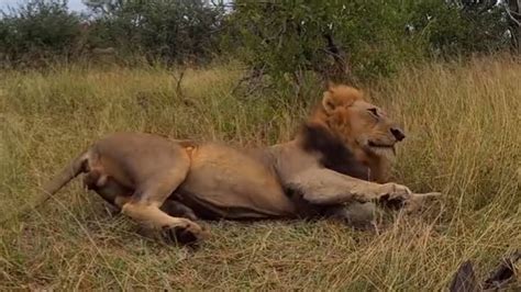 Black Dam Male Lion Sabi Sands March Youtube