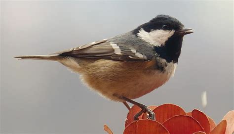 Che Belli Questi Uccellini Sul Balcone O In Giardino Vi Aiutiamo A