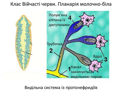 Тип Плоскі черви. Клас Війчасті черви - презентация онлайн