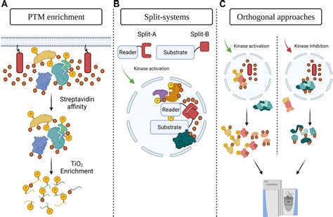 Frontiers Proximity Dependent Biotinylation Approaches To Explore The