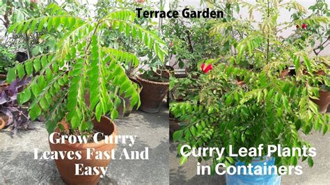 How To Grow A Curry Leaf Plantgrow And Care Curry Leaf Plant Curry