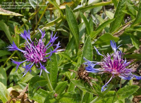 Plantfiles Pictures Centaurea Species Mountain Bluet Mountain