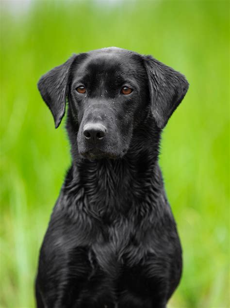 Pip Southern Oak Kennels
