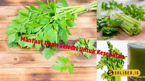 Temukan 9 Manfaat Daun Seledri Untuk Kesehatan Yang Jarang Diketahui