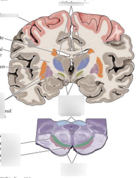 Systems Neuroscience Exam Diagram Quizlet