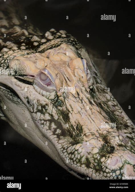 White alligator albino hi-res stock photography and images - Alamy