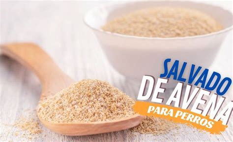 Salvado De Avena Para Perros Es Un Buen Complemento Recetas Barf