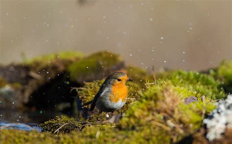 Wallpaper Birds Animals Nature Moss Green Wildlife Beak Leaf