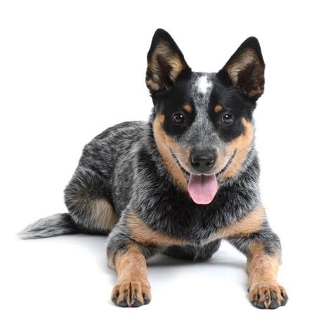 Perro Pastor Ganadero Australiano O Boyero Australiano Características