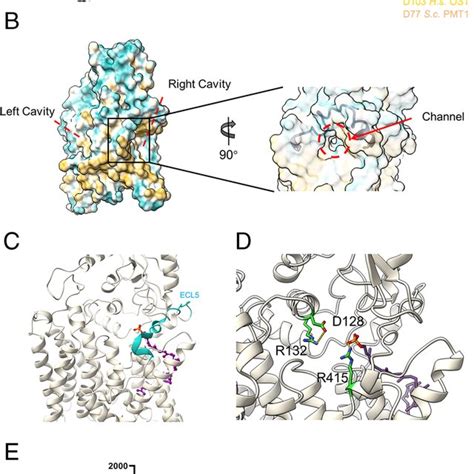 Active Site And Donor Binding Cavity A Left Conservation Mapping On