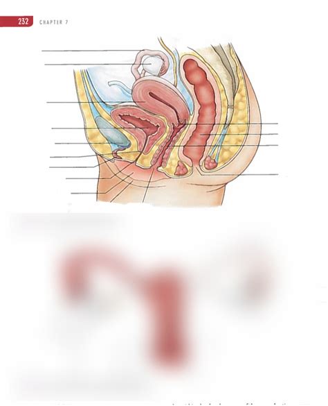 Female Reproductive Diagram Diagram Quizlet