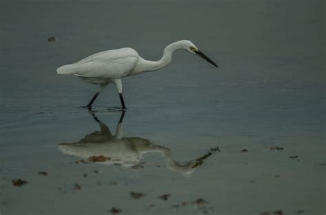 Garceta N Egretta Garzetta Foto Premium