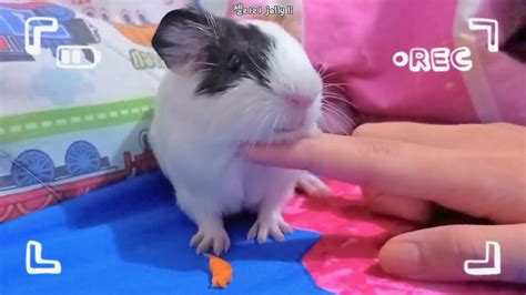 Cute Baby Guinea Pig Tried Carrot For The First Time 🐹🥕 Youtube