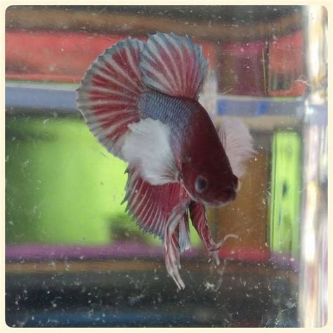 Betta Plakat Dumbo Ear PKDE De Venta En Aquatic Shop Acuario