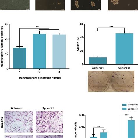 Colony And Mammosphere Formation Abilities In Mcf And Mammospheres