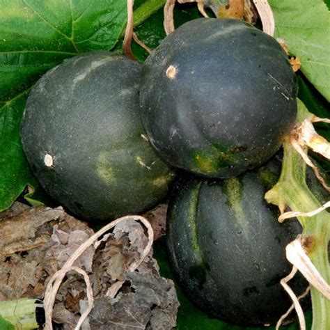 Squash Honey Bear F1 Seeds 5 Seeds Squash Squash Plant Seeds