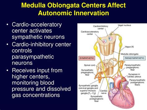 Ppt Cardiac Physiology Powerpoint Presentation Free Download Id