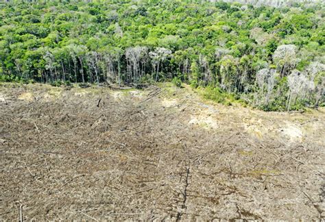 Deforestation In Brazilian Amazon Surges To 12 Year High Borneo Post