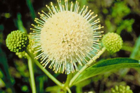 Free Picture Buttonbush Plant Cephalanthus Occidentalis